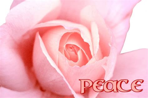 Rose Peace Free Stock Photo - Public Domain Pictures