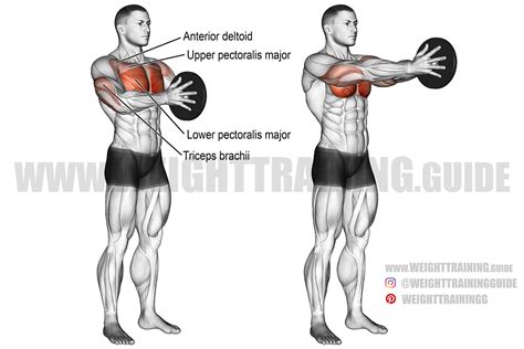 Svend press exercise instructions and video | Weight Training Guide