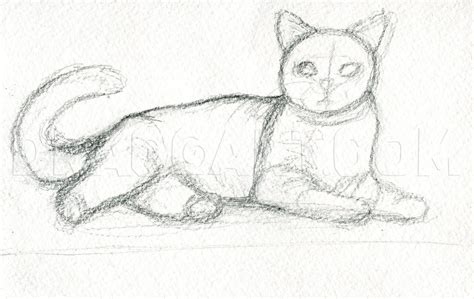 How To Draw Realistic Cats, Draw Real Cats, Step by Step, Drawing Guide ...
