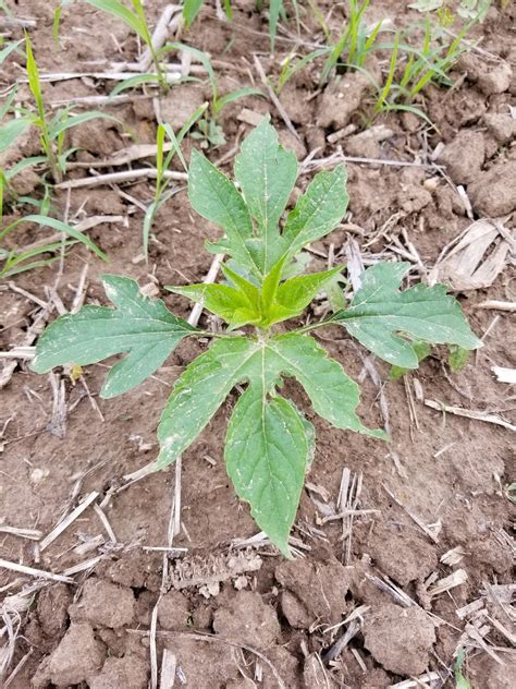 Identifying Troublesome Broadleaf Weeds in Soybeans - ILSoyAdvisor