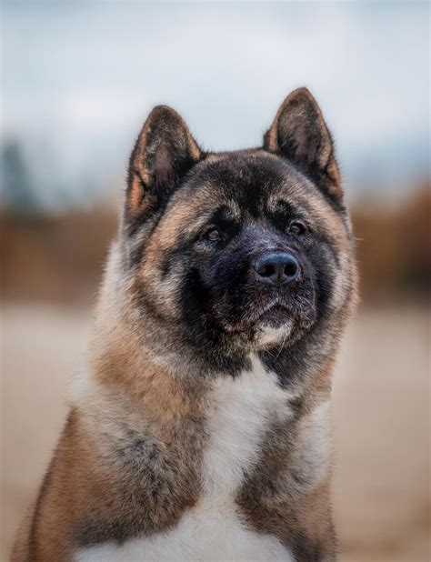 American Akita: Dog breed standard, personality, health, Akita puppy