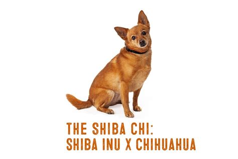 Shiba Inu Chihuahua Mix – Information And Facts - My First Shiba Inu ...