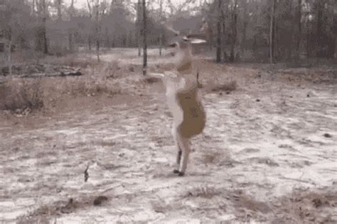 Dancer Prancer Haha GIF - ReindeerDance FunnyAnimals MerryChristmas - Discover & Share GIFs