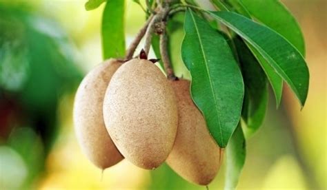 Sapodilla: Multiple Varieties (3Gal)