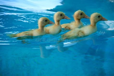 Small Baby Yellow Ducks Swimming in a Pool Stock Image - Image of baby, small: 195863423