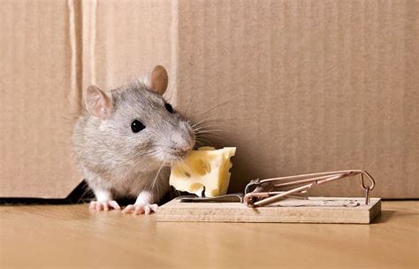 Effective Mouse Traps You Can Use at Your Home