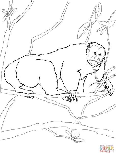 Uakari Monkey coloring page | Free Printable Coloring Pages