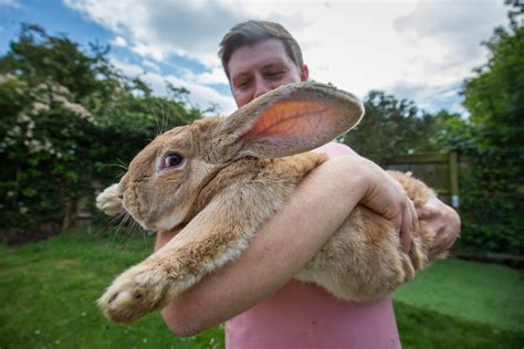 Rabbits: Habits, diet & other facts | Live Science