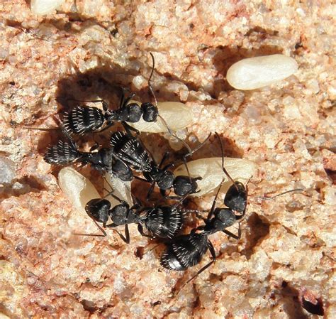 Ants Of Southern Africa Anatomy Collecting Ants For I - vrogue.co