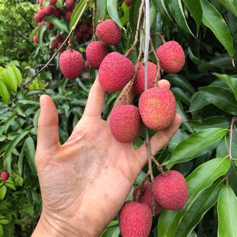 Lychee - Mauritius Variety *Pre-Order for 2022* – Miami Fruit