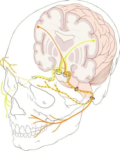 Cranial Nerve Brain Injury Lawyer in Dallas, TX | Rasansky Law Firm