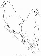 Birds Love Dove Coloring Page For Kids  Free Pigeons And Doves sketch template