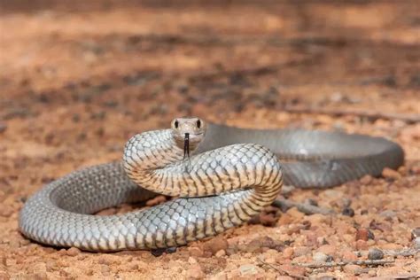 Fun Eastern Brown Snake Facts For Kids | Kidadl