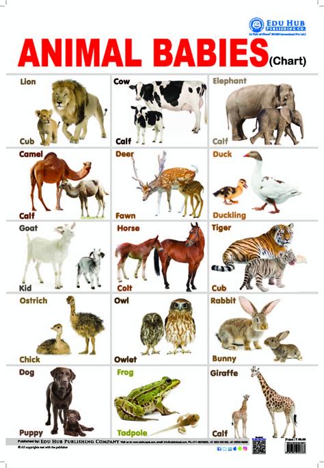 Baby Animals Chart For Kids - bmp-power