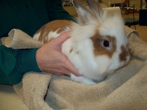 Lionhead rabbits-5 – Pets Nurturing