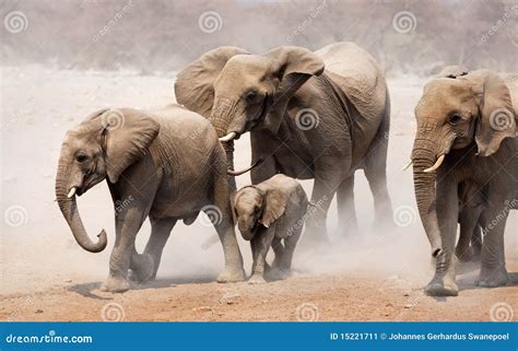 Elephant herd stock image. Image of elephant, dusty, africana - 15221711