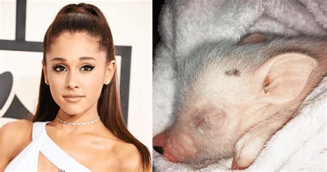 Ariana Grande’s pet Piggy Smallz appears in “Breathin'” music video