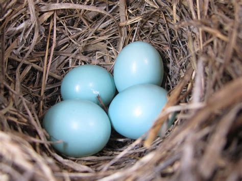 Blue Jay Nest Box Diagram