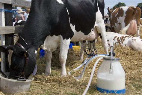 Milchwirtschaft - Melken Einer Kuh Stockfoto - Bild von molkerei, milch: 19193452