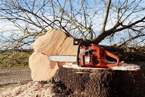 What You Need To Know About Stump Removal & Stump Grinding