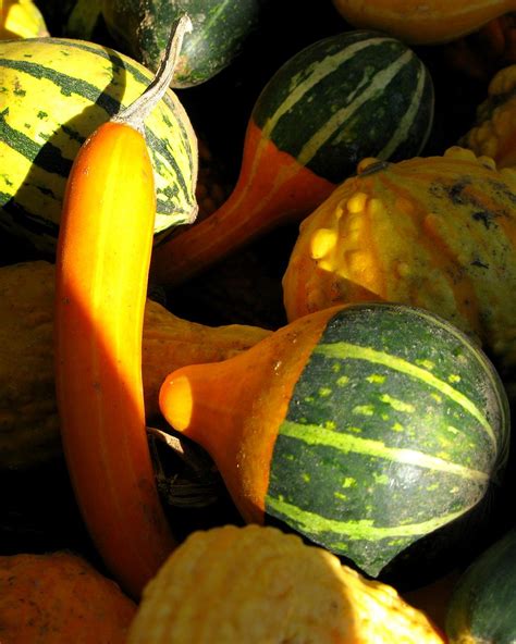 Squash & Gourds # 2 | Taken at Groth's Gardens and Greenhous… | Flickr