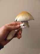 Psilocybe Cubensis- two different cap colors [FIRST TIME GROWER] - Mushroom Cultivation ...