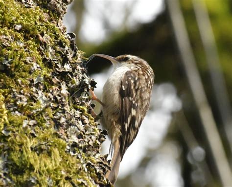 Brown Creeper | Oregon Birding Association