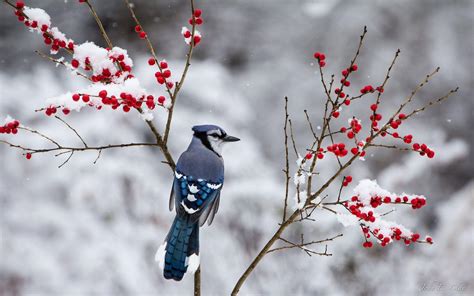 Winter Bird Wallpapers - Top Free Winter Bird Backgrounds - WallpaperAccess