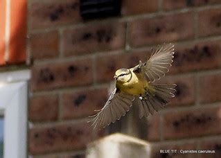 Blue Tit in flight. | Juvenile. | pete beard | Flickr