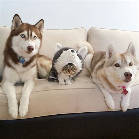 Three Huskies Are Inseparable Best Friends with a Dying Kitten They ...