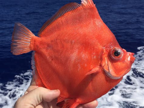 10 Most Unique Deep-Sea Fishing Catches - Florida Sportsman