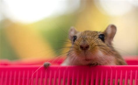 What foods do gerbils eat? | Supreme Petfoods