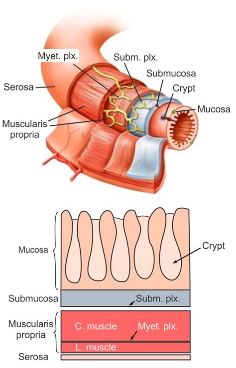 Small Intestine Anatomy Layers