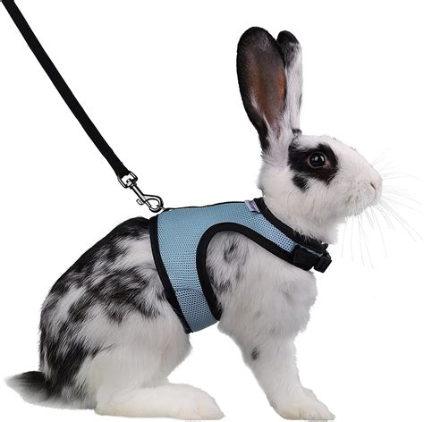 7 of the Best Rabbit Harness and Leash