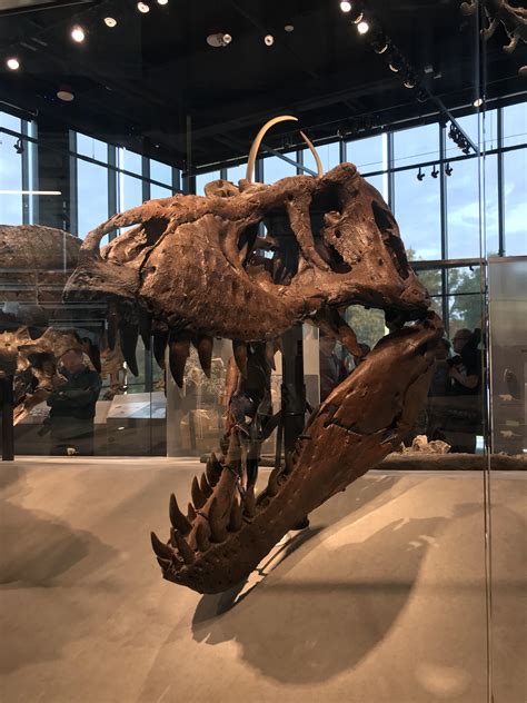 “One of the most well-preserved and complete skulls of T. rex in the ...