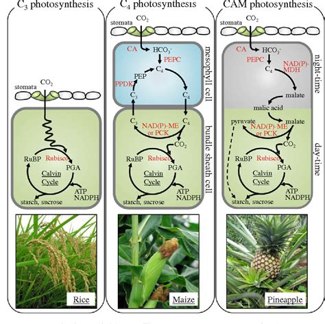 Temperature response of photosynthesis in C3, C4, and CAM plants: temperature acclimation and ...