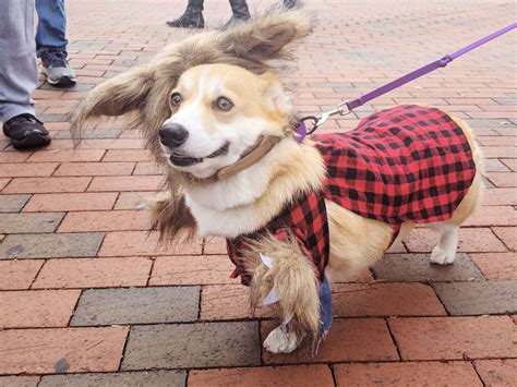 Corgi Costumes For Halloween! - Uncustomary