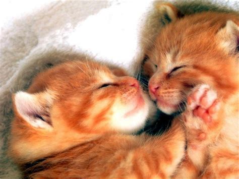 Cute Little Kitten - Cute Kittens Wallpaper (16288201) - Fanpop