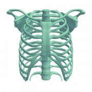 Rib Cage Transparent | PNG All