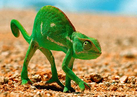 Green Chameleon GIFs - Find & Share on GIPHY