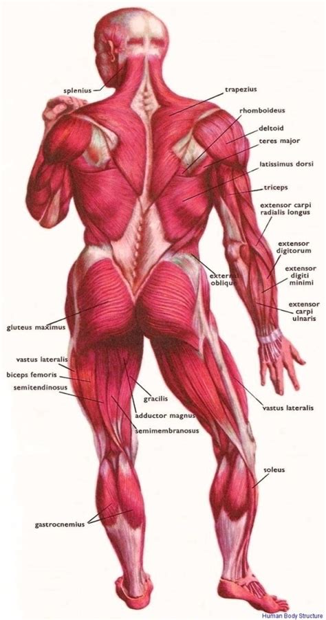 human body structure diagram | Anatomy System - Human Body Anatomy diagram and chart images