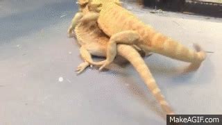 Bearded Dragons Mating 2 on Make a GIF