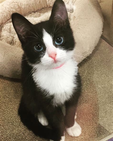 What a beautiful tuxedo kitten! Those eyes | Cute cats, Cute cats and kittens, Pretty cats