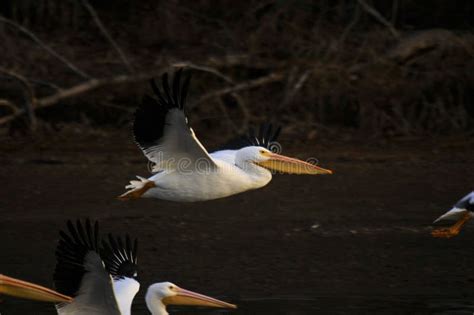 White Pelican Migration stock image. Image of life, bird - 170139325