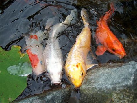 koi fish care guide : Biological Science Picture Directory – Pulpbits.net