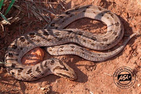 Common Night Adder - African Snakebite Institute