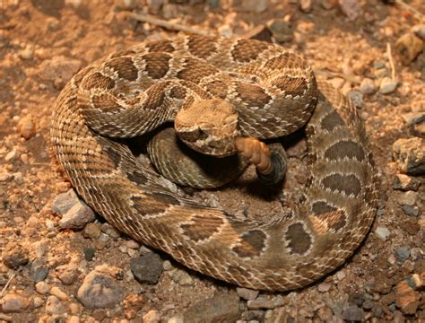 Can Prairie Rattlesnakes Kill You