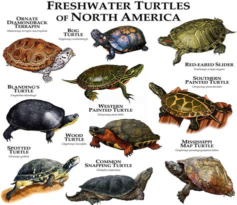 Freshwater Turtles of North America Poster Print | Etsy | Freshwater turtles, Turtle habitat ...