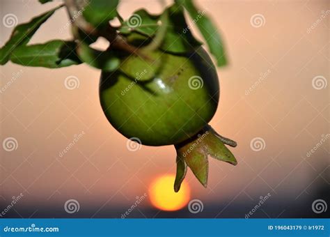 Israel and the Bible Pomegranate Stock Image - Image of solomon ...