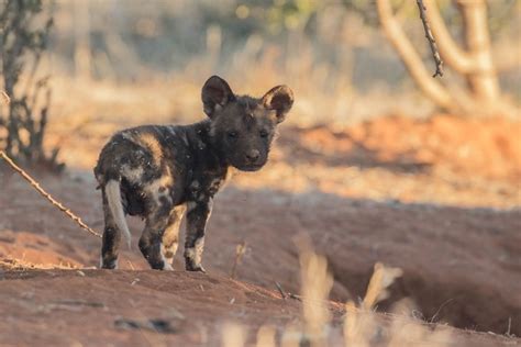 13 Wild dog pups born at Kalahari reserve - Africa Geographic